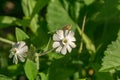 Bladder Campion Ã¢â¬â Silene vulgaris